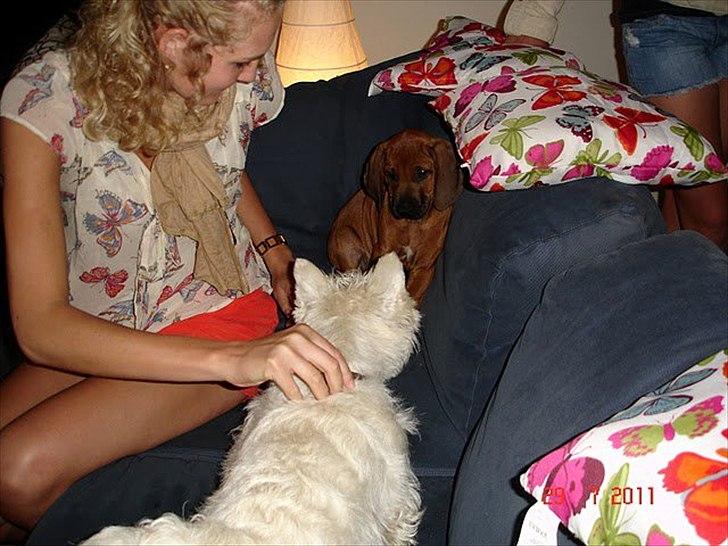 Rhodesian ridgeback Conrad (Bahara Bahara Kirabo) - Møder 'kusine' Inga som er en Westi ..   billede 9