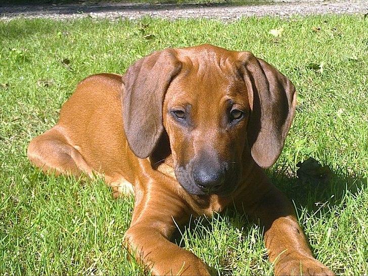 Rhodesian ridgeback Conrad (Bahara Bahara Kirabo) billede 10