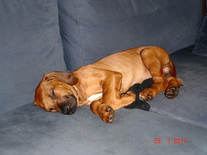 Rhodesian ridgeback Conrad (Bahara Bahara Kirabo) billede 11