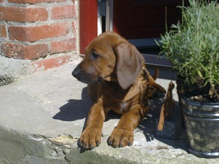 Rhodesian ridgeback Conrad (Bahara Bahara Kirabo) billede 13