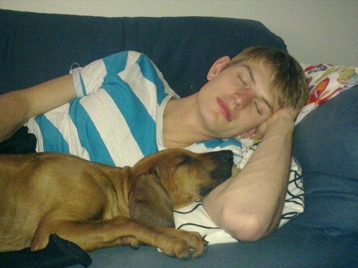 Rhodesian ridgeback Conrad (Bahara Bahara Kirabo) - 'Far' og Conrad sover til middag :) billede 7