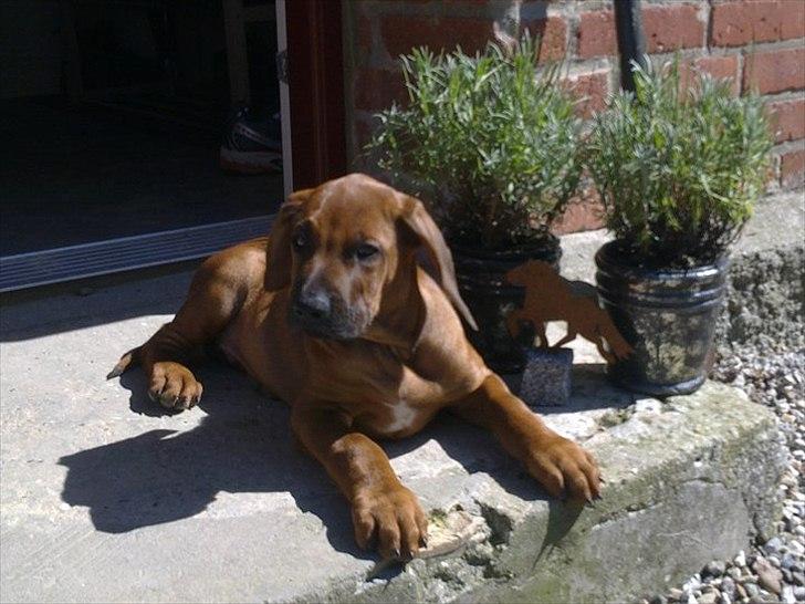 Rhodesian ridgeback Conrad (Bahara Bahara Kirabo) - Conrad holder vagt ved trappen ..  billede 14