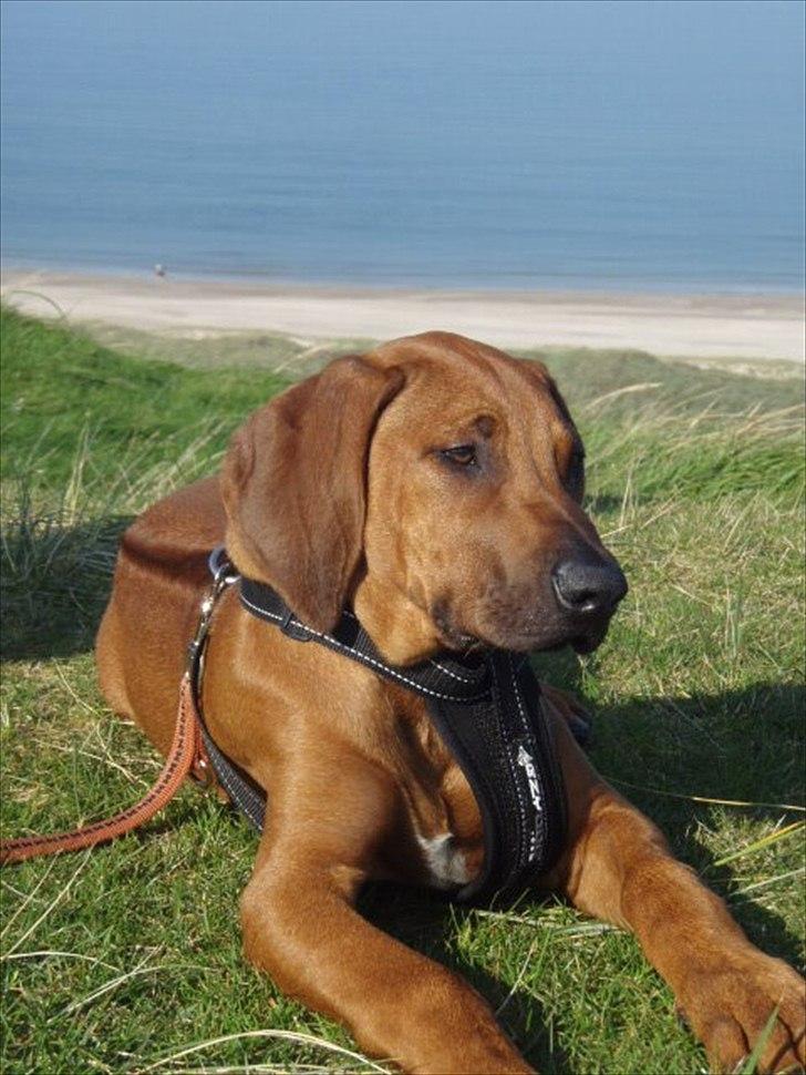 Rhodesian ridgeback Conrad (Bahara Bahara Kirabo) billede 15