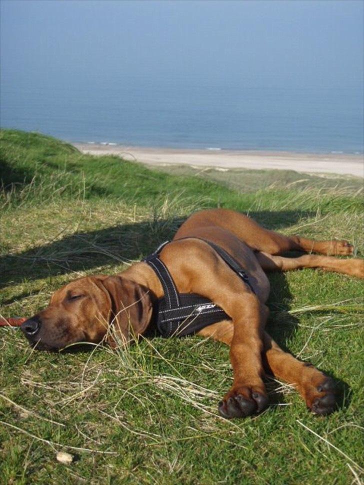 Rhodesian ridgeback Conrad (Bahara Bahara Kirabo) billede 16