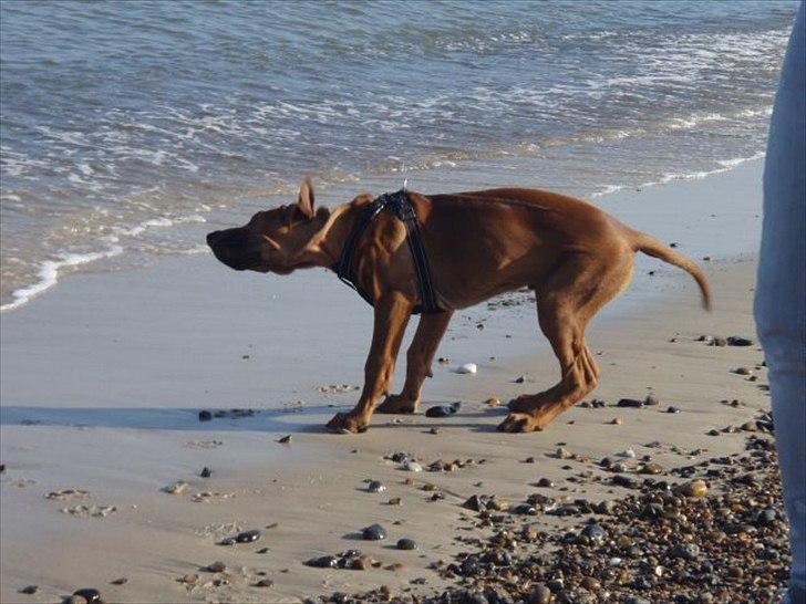 Rhodesian ridgeback Conrad (Bahara Bahara Kirabo) billede 17