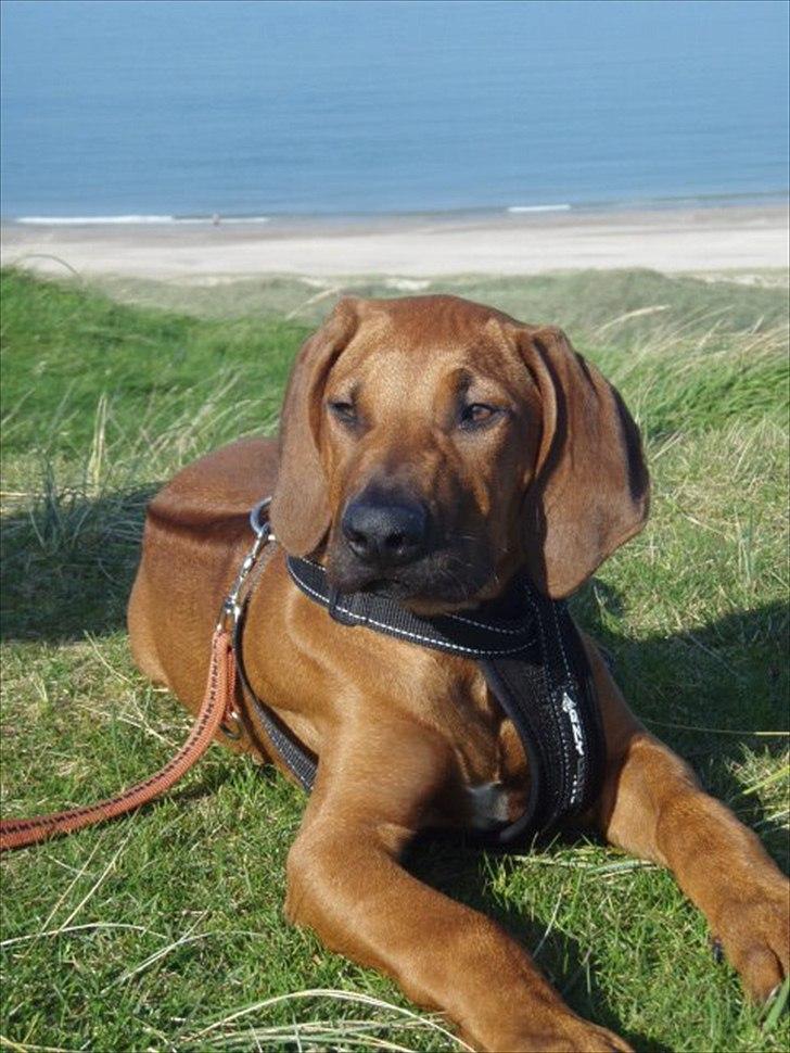 Rhodesian ridgeback Conrad (Bahara Bahara Kirabo) billede 18