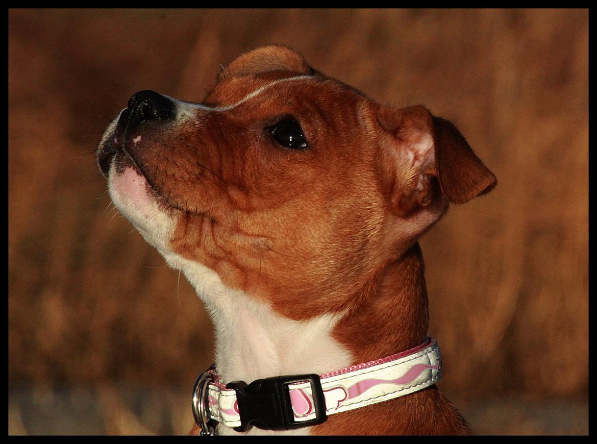 Staffordshire bull terrier Inez  billede 17