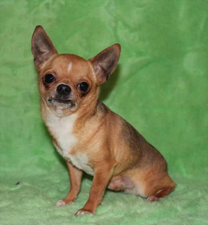 Chihuahua Itschy vom Hochmoor billede 16