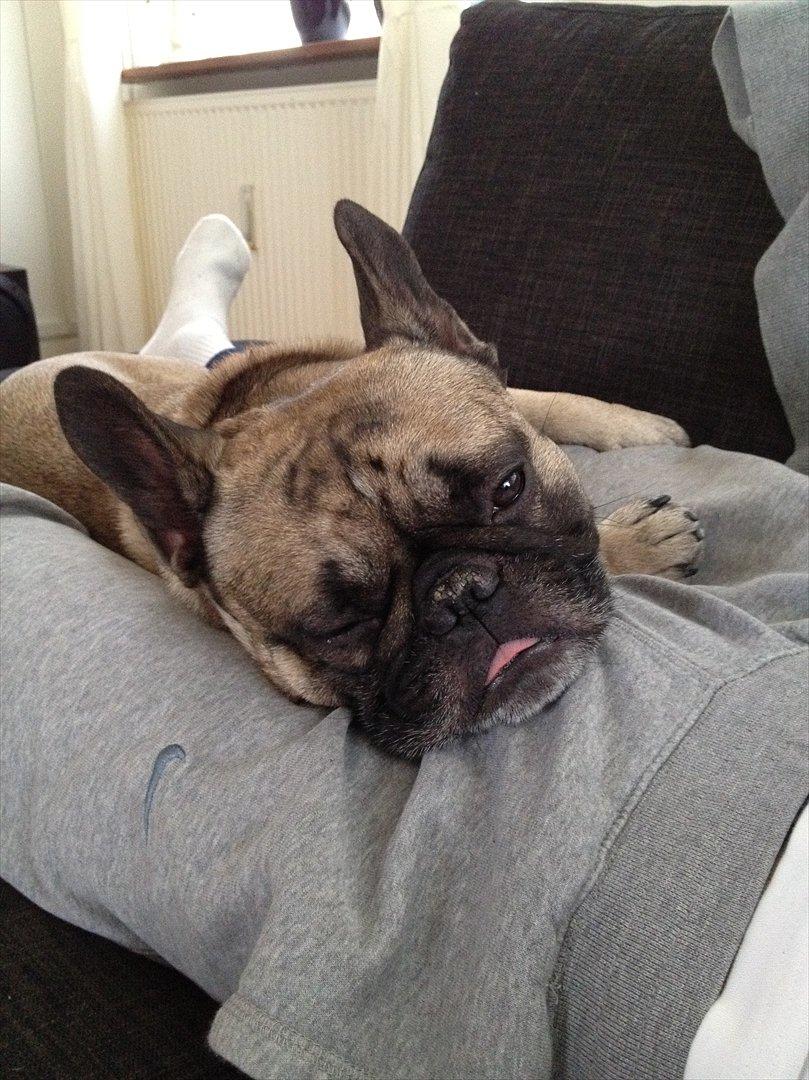Fransk bulldog Casanova of french bully castle - Søndagsafslapning billede 1