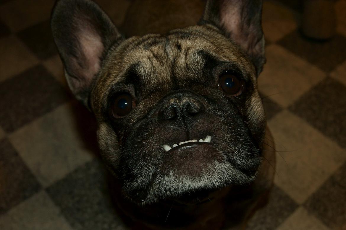 Fransk bulldog Casanova of french bully castle - Perletand :) billede 2
