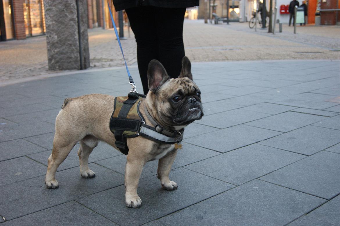 Fransk bulldog Casanova of french bully castle - Kongen af gaden billede 3