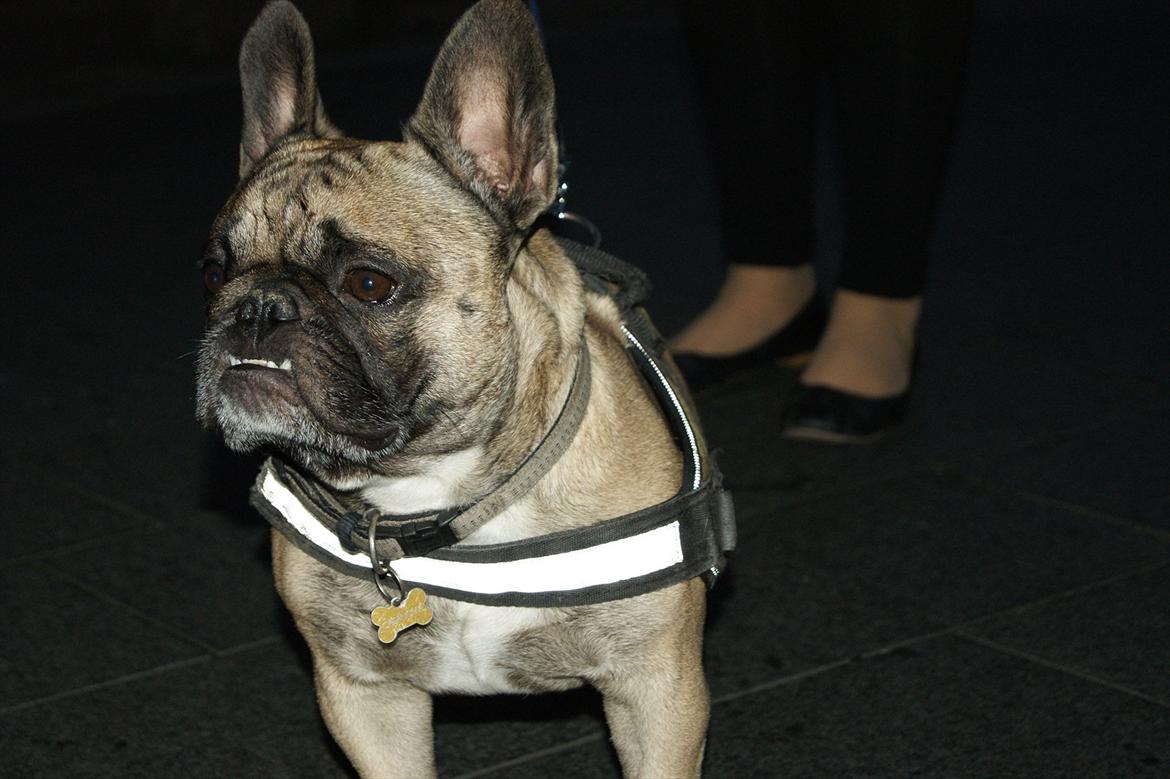 Fransk bulldog Casanova of french bully castle billede 4