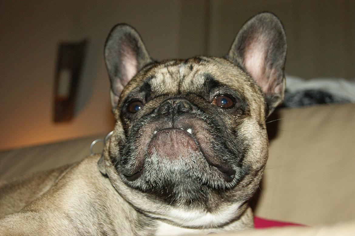 Fransk bulldog Casanova of french bully castle billede 5