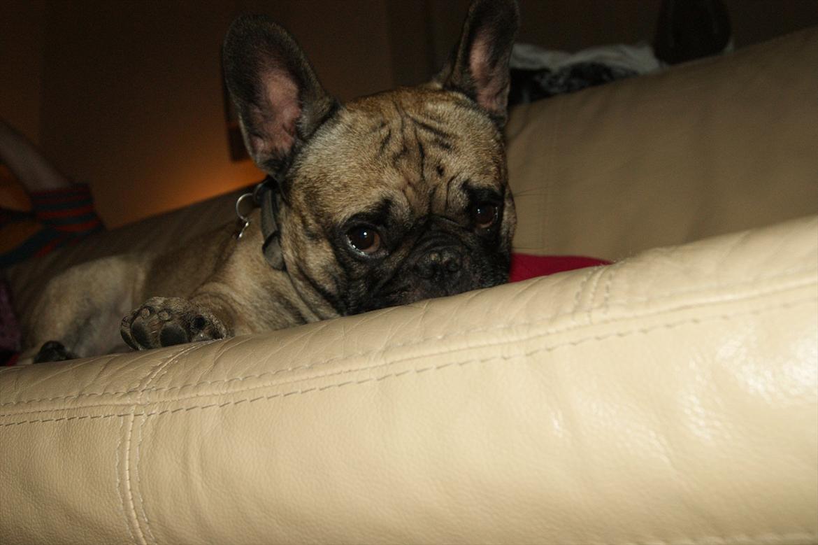 Fransk bulldog Casanova of french bully castle - Så uskyldig kan jeg også være :) billede 6