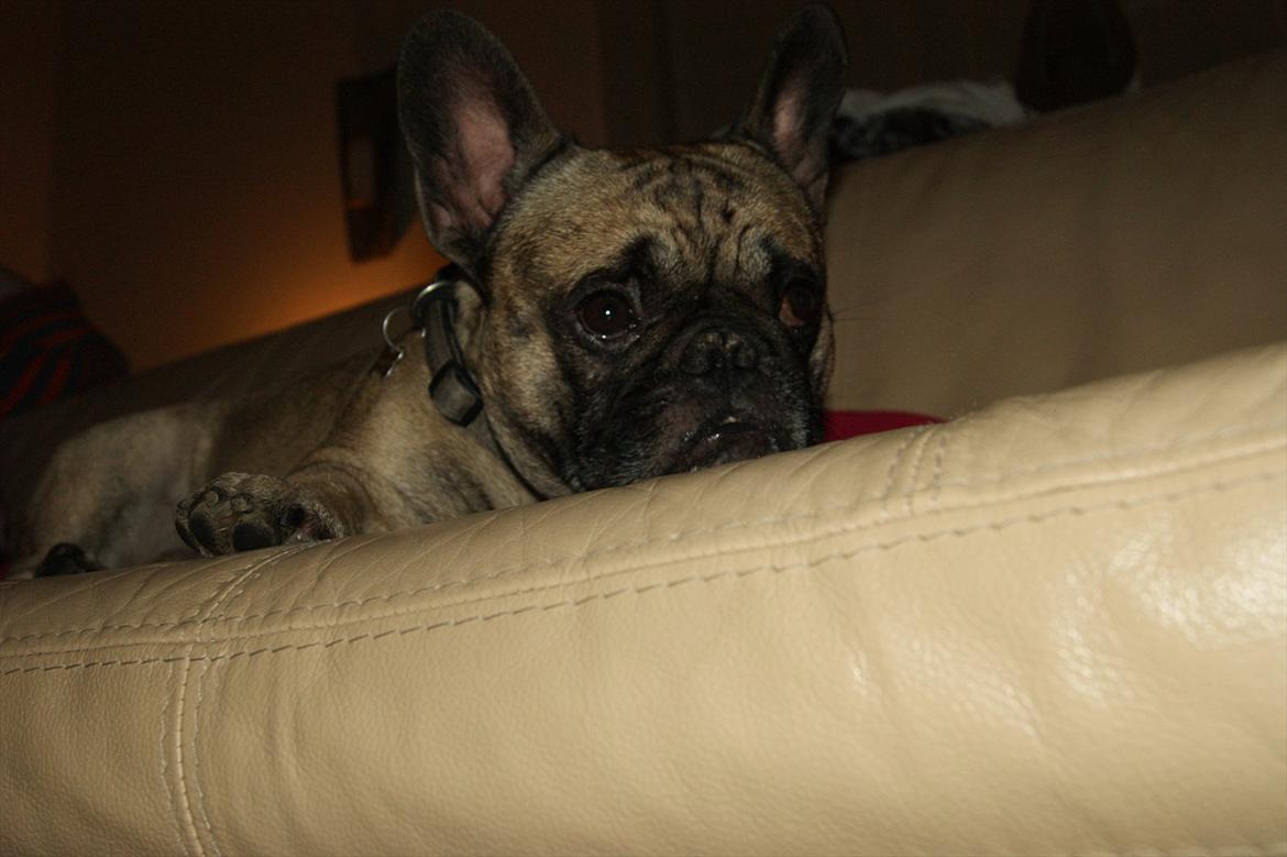 Fransk bulldog Casanova of french bully castle - Må jeg ikke nok? billede 7