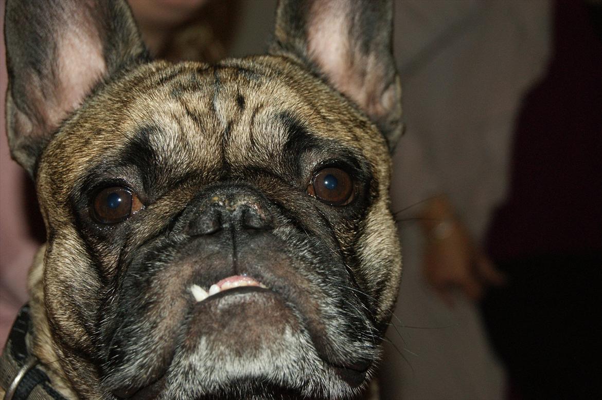 Fransk bulldog Casanova of french bully castle billede 8