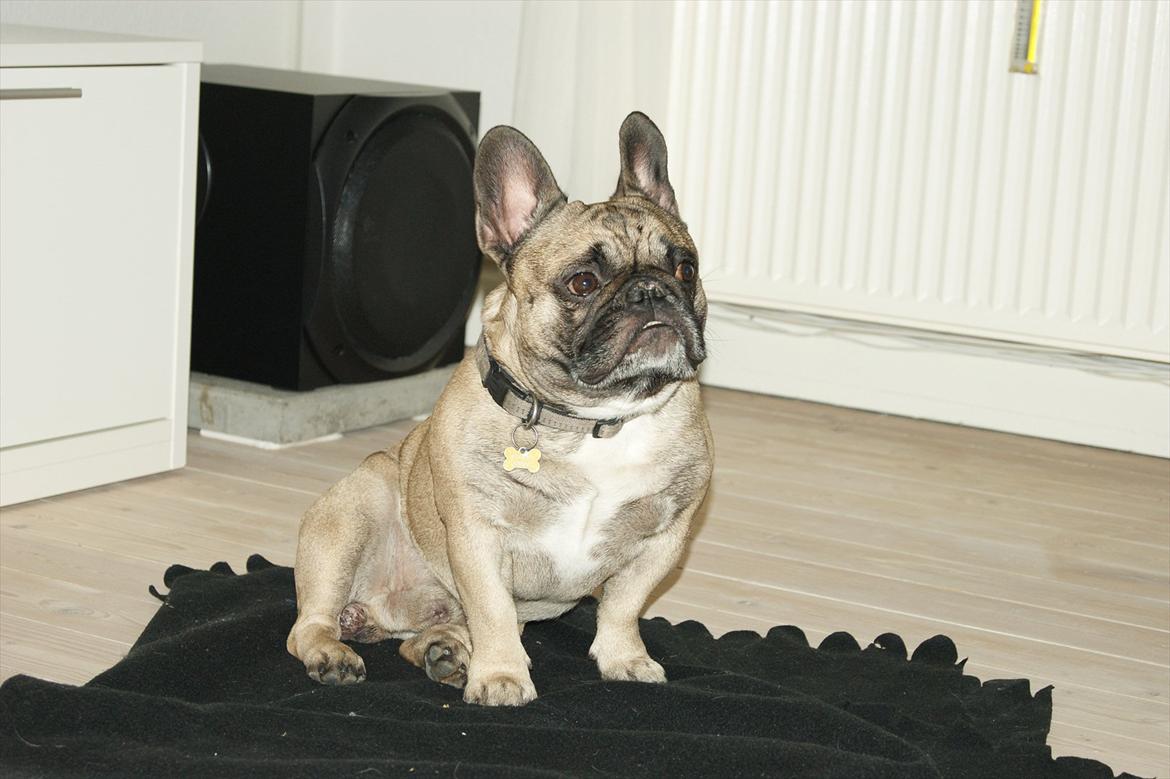 Fransk bulldog Casanova of french bully castle - Lidt snobbet har man vel lov og være :) billede 9