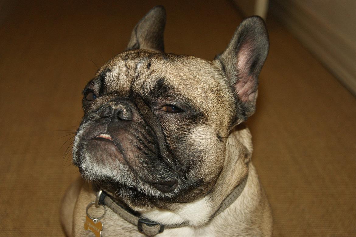 Fransk bulldog Casanova of french bully castle - Misser lidt med øjnene billede 10
