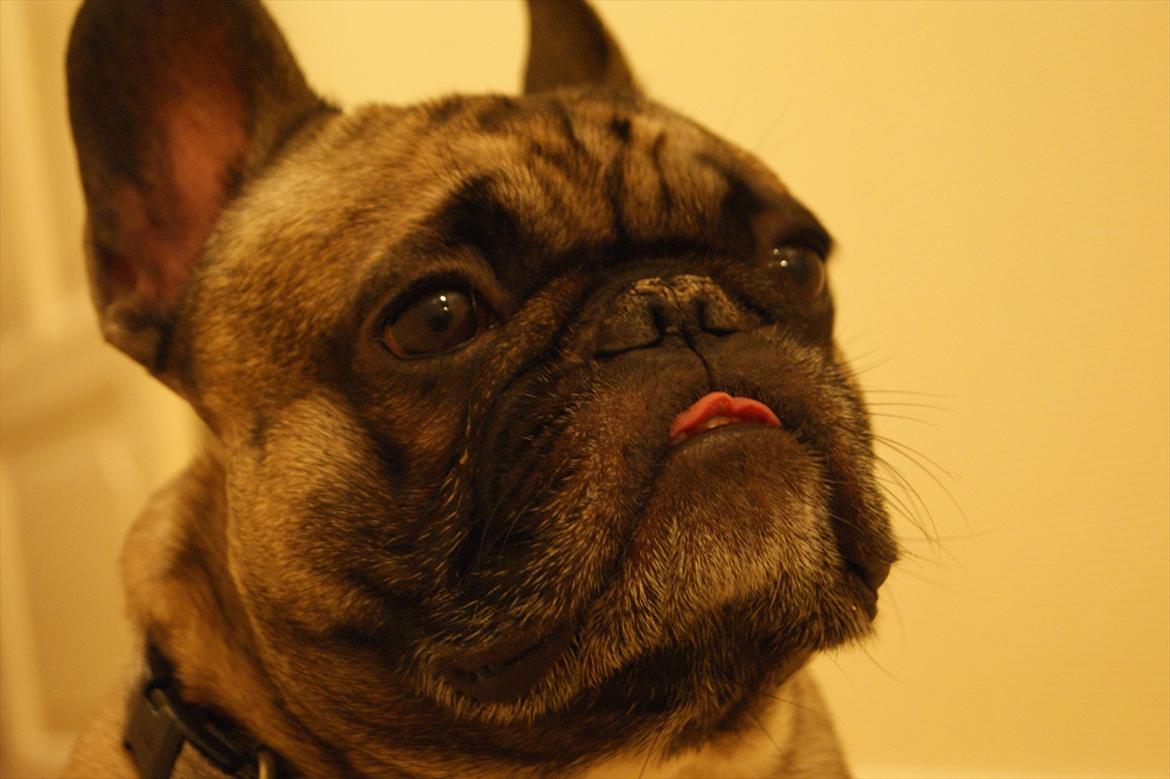 Fransk bulldog Casanova of french bully castle billede 11