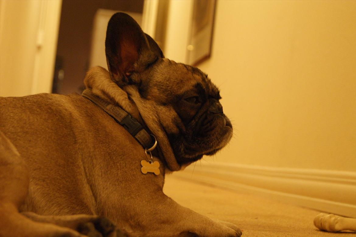 Fransk bulldog Casanova of french bully castle billede 12