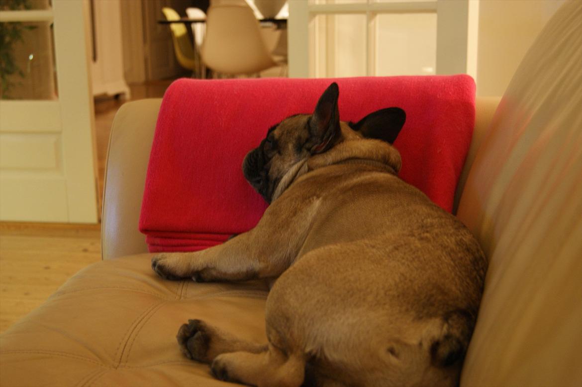 Fransk bulldog Casanova of french bully castle - Tager mig lige en slapper.. billede 13