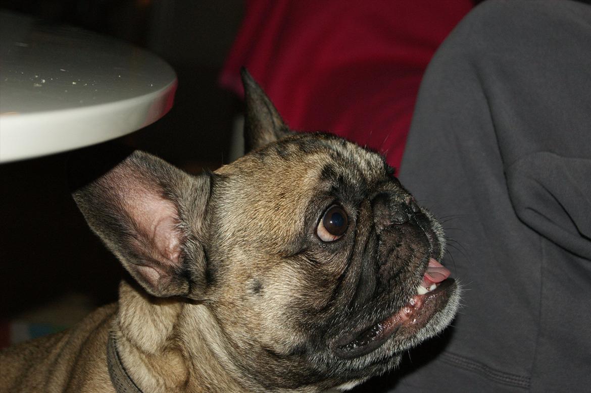Fransk bulldog Casanova of french bully castle - Gi mig den godbid billede 14