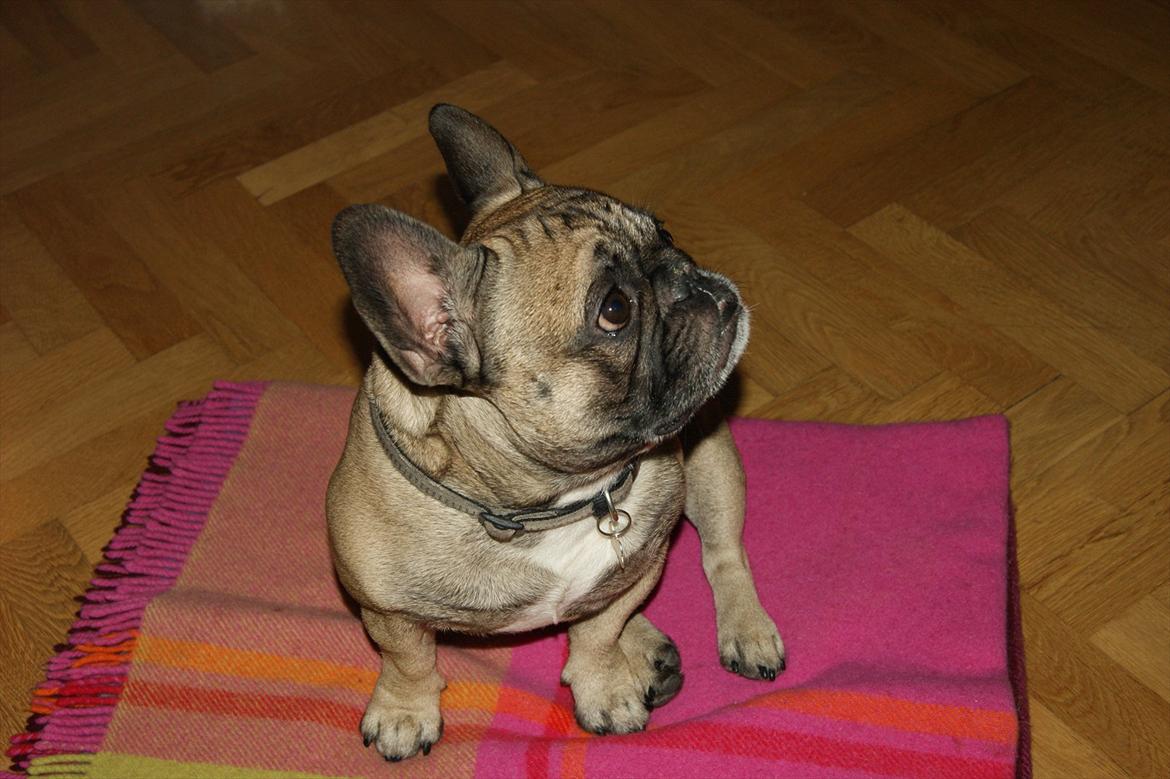 Fransk bulldog Casanova of french bully castle billede 15
