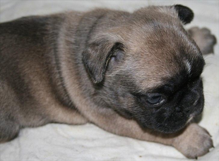 Fransk bulldog Casanova of french bully castle billede 16