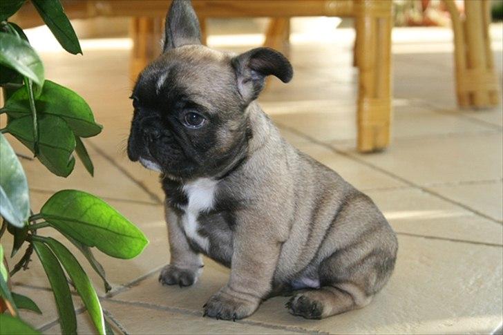 Fransk bulldog Casanova of french bully castle billede 17