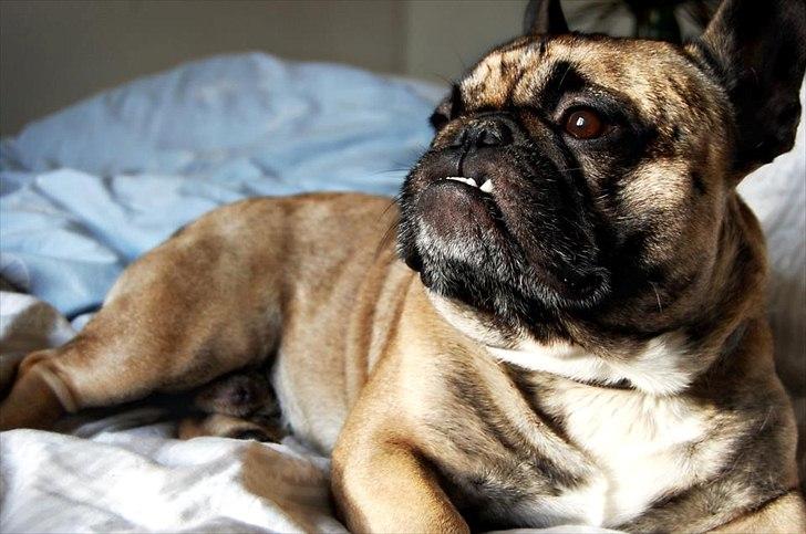 Fransk bulldog Casanova of french bully castle billede 18