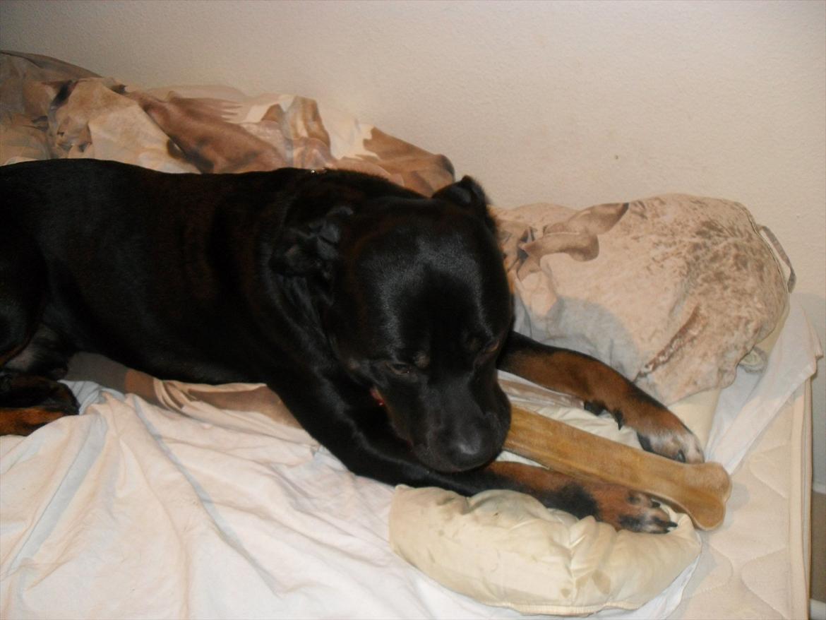 Blanding af racer Charley - Mmmm, kødben noget bedre ? Han gnavede i det i 1 time og mer'. :)  billede 14