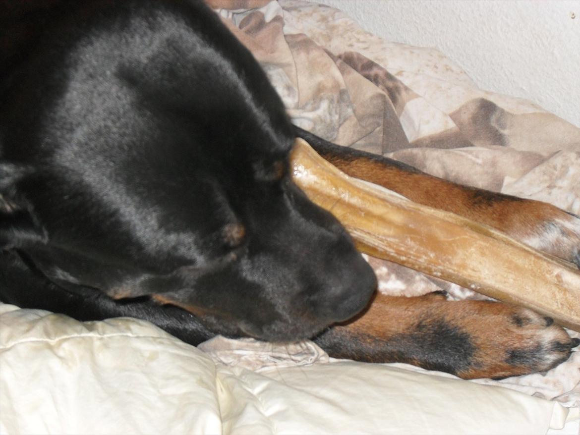 Blanding af racer Charley - Nam nam nam :) billede 15