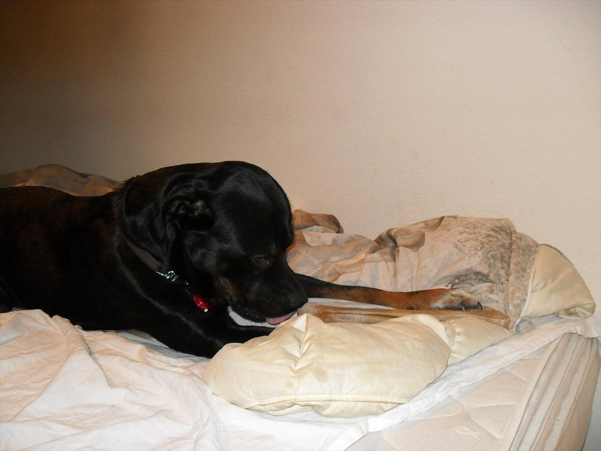 Blanding af racer Charley billede 16