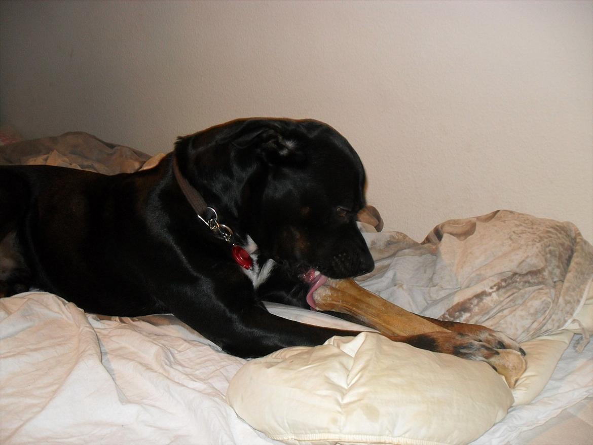 Blanding af racer Charley billede 17