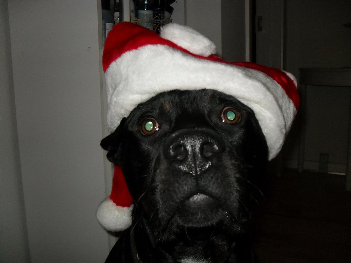 Blanding af racer Charley - Velkommen til julehunden Charleys profil. :)  billede 1