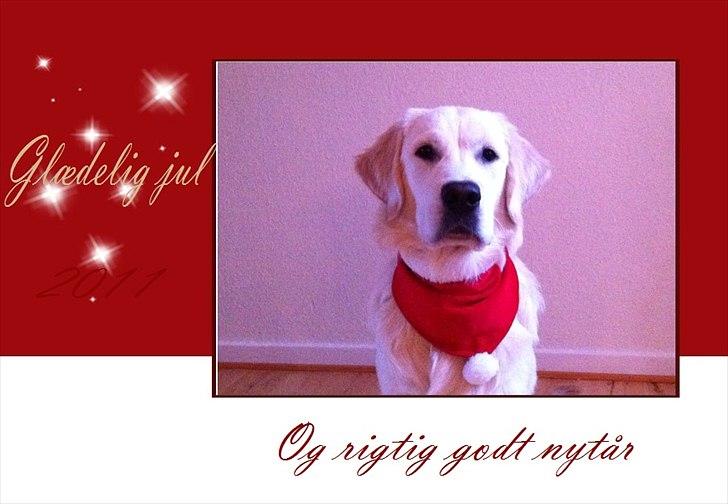 Golden retriever Carlo - Julekort som blev sendt rundt til hele familien billede 16
