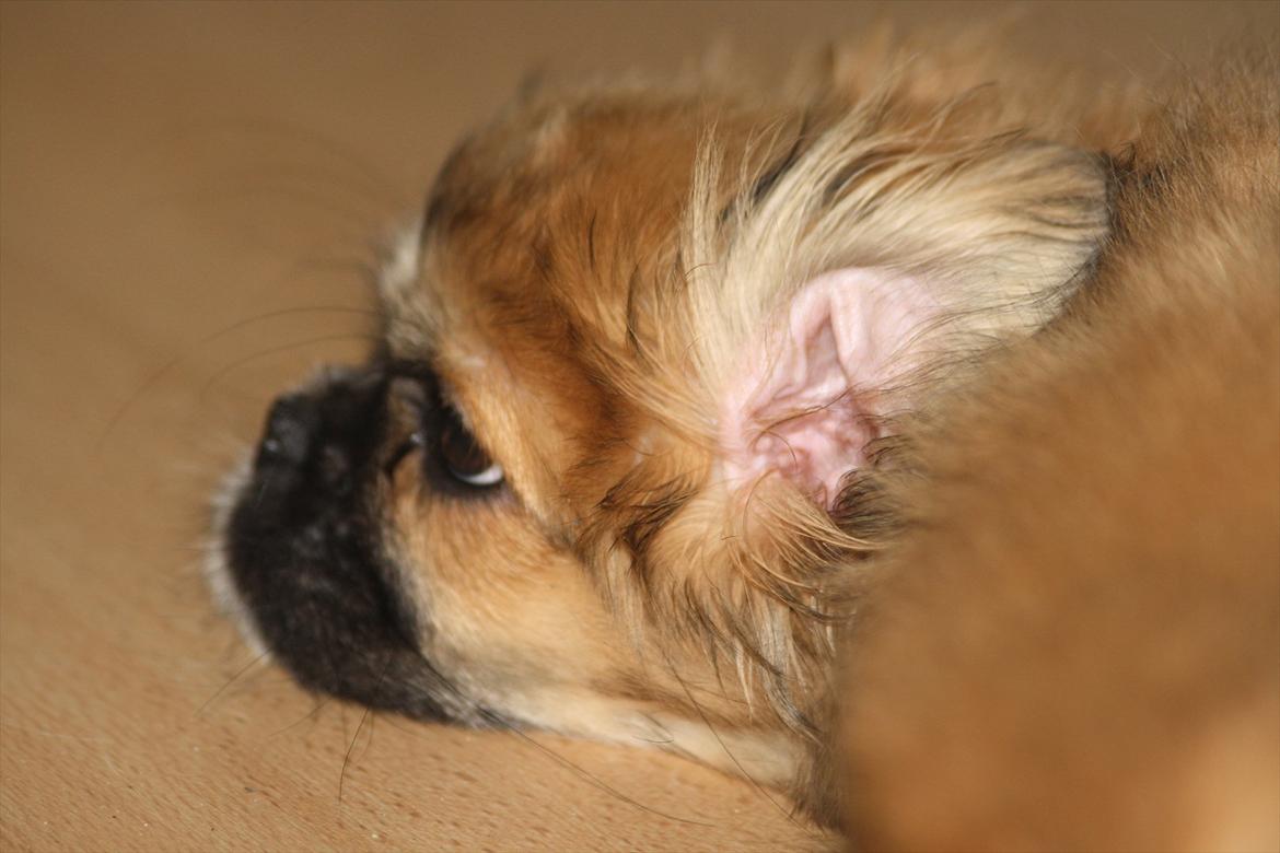 Tibetansk spaniel / Pekingeser - Kelly billede 11