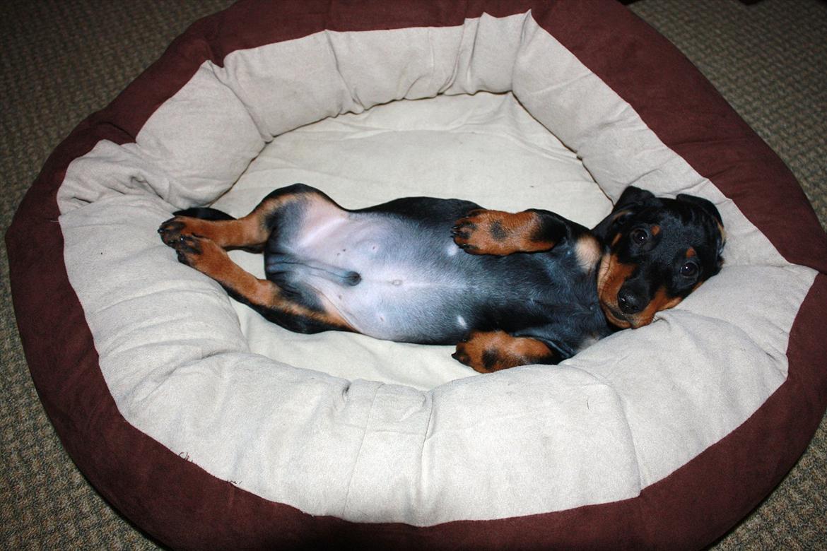 Gravhund Blackie billede 2