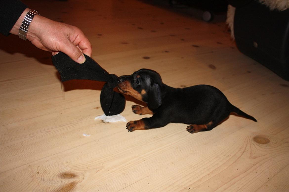 Gravhund Blackie - 6 uger billede 3