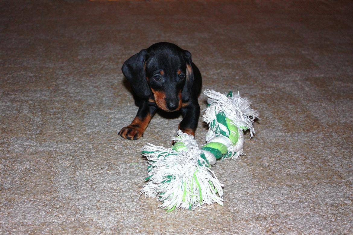 Gravhund Blackie - 8 uger billede 4