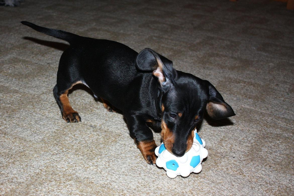 Gravhund Blackie billede 5