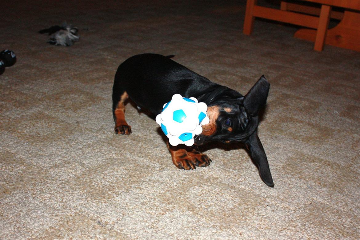 Gravhund Blackie billede 6