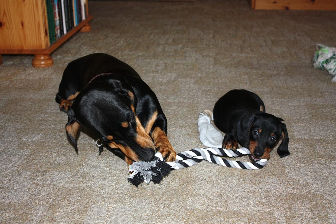 Gravhund Blackie - Demitri og Blackie billede 7