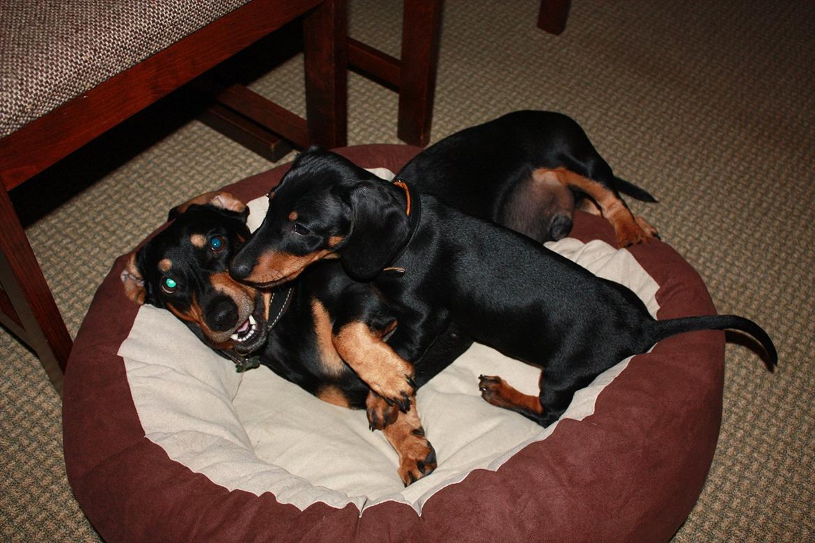 Gravhund Blackie - er der plads til 2 billede 8