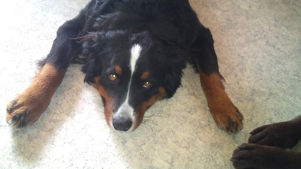 Berner sennenhund Maggi :'( R.I.P billede 4