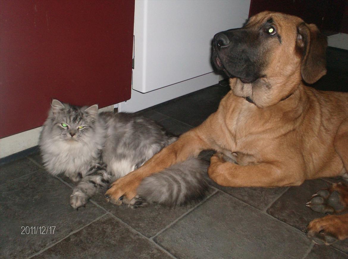 Broholmer bruno billede 15