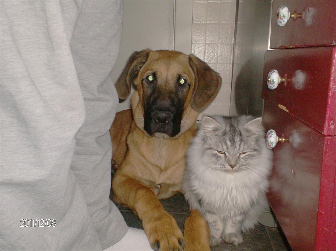 Broholmer bruno billede 16