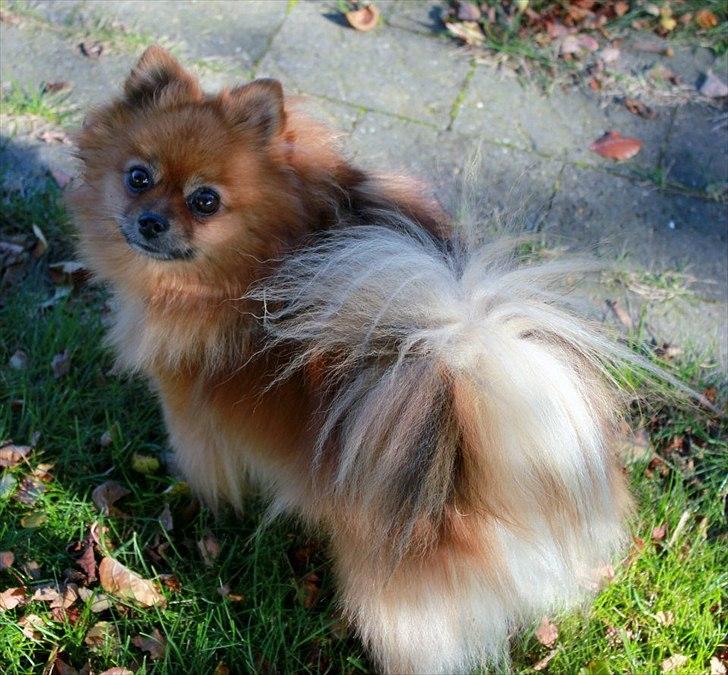 Pomeranian Bianca billede 12