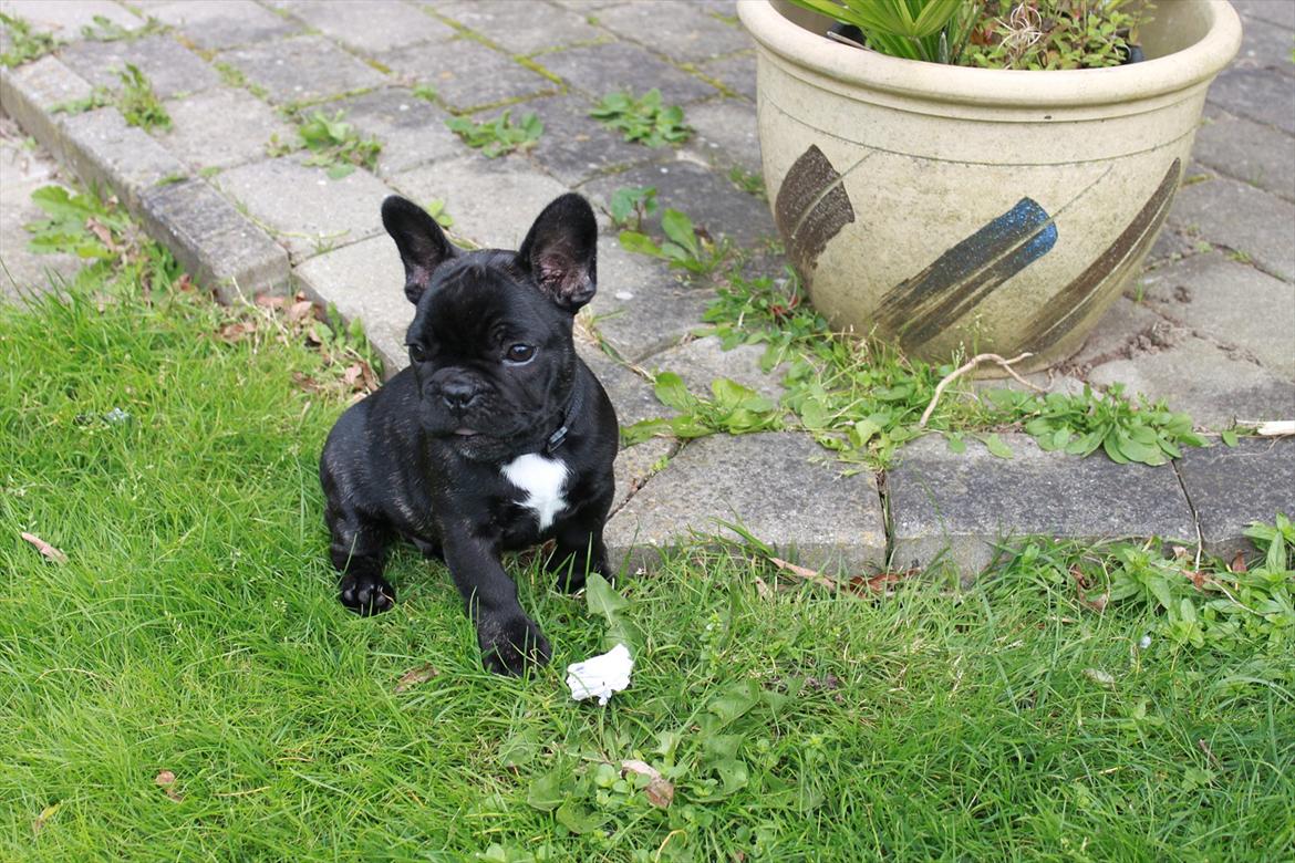 Fransk bulldog Terkel billede 1