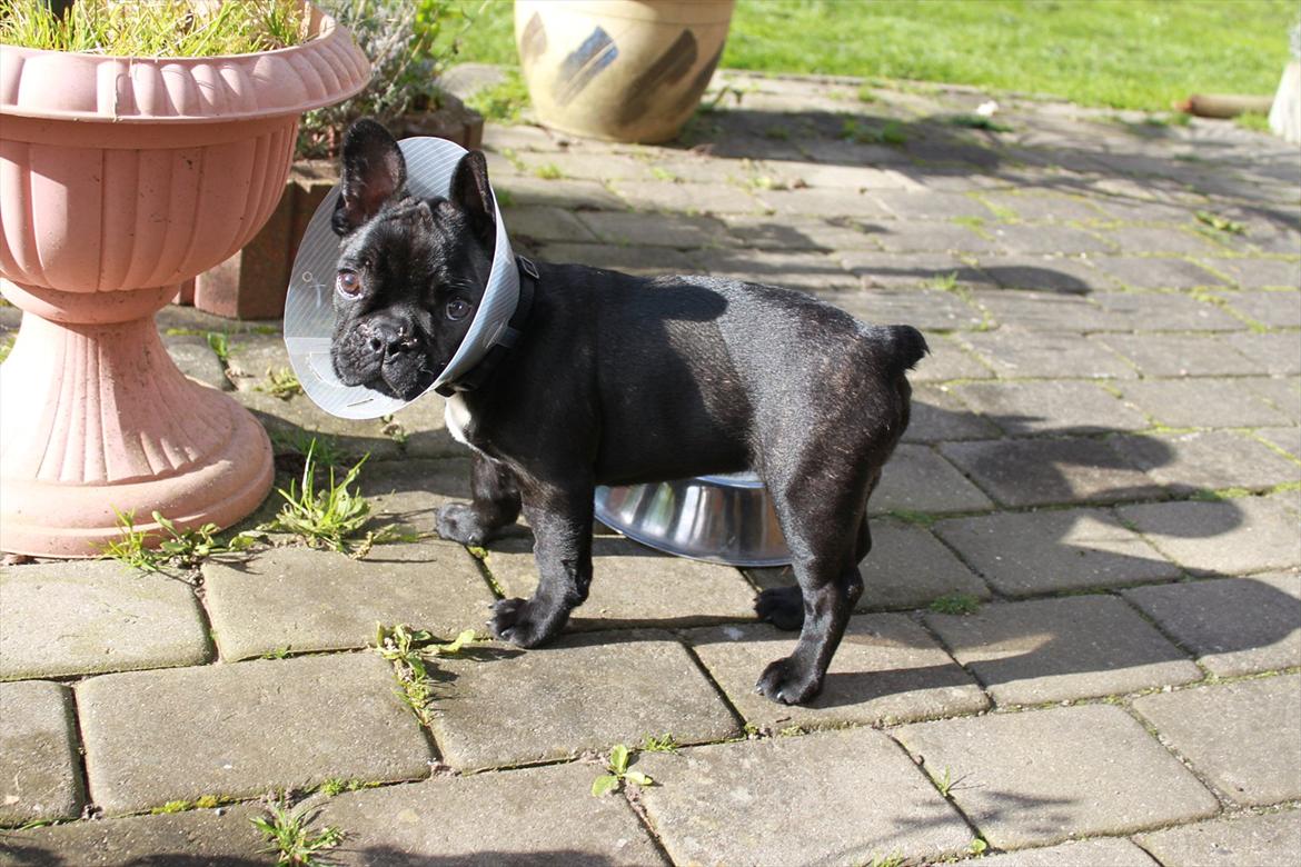 Fransk bulldog Terkel billede 2